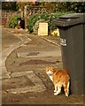 SX9064 : Cats, Crownhill Rise by Derek Harper