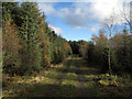 Forestry road at Pennington Rake, Hamsterley Forest