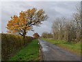 Autumn colours near Cocklet Hill Farm