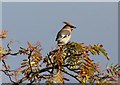 Waxwing (Bombycilla garrulus)