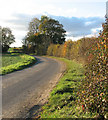 Autumnal hedge beside Lonely Road