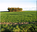 Copse in field north of Church Farm, Pulham St Mary