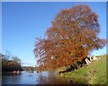 Autumn Beech by the North Tyne below Chollerton