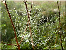 NH8478 : Dewy web near Rhynie by sylvia duckworth