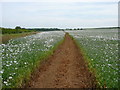 Pathway through crops east of Brinkhill