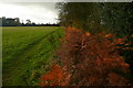 Footpath towards Stokenchurch