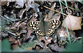 SU6560 : Speckled Wood Butterfly by Martin Addison