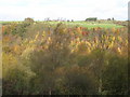 The wooded valley of  West Dipton Burn