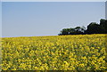 Oilseed rape near Hoo Lodge