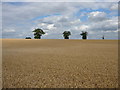 A wheat field with three trees north of Sapiston Covert