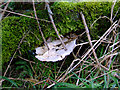 Fungus on dead tree