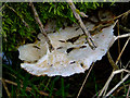 Fungus on dead tree