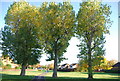 Trees by the footpath, Kemsley