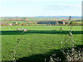 South Herefordshire sheep pasture