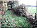 Footpath by Sidlesham Common