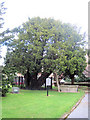 The Old Yew tree in churchyard