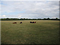 Cattle on a stud farm