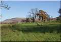 Field by Cold Coats Farm