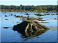 SJ5571 : Blakemere Moss, Delamere Forest by Colin Park