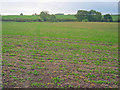 Arable land south of Dilliner Wood