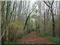 Footpath in Bridge Woods