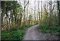 Bridleway through the woods, Babylon Down