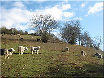 TQ7362 : Herdwick Sheep on Burham Downs by David Anstiss