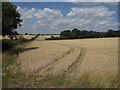 TL6950 : Ripening crops off Bury Road by Hugh Venables