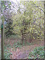 Footpath to Spring Lane