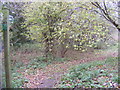 Footpath to Spring Lane