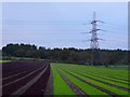 Winter lettuce near Pallington