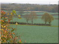 Oilseed Rape Fields by Clare Farm