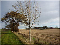 NT5382 : East Lothian Landscape : Field Boundary near Kingston Farm (North Berwick) by Richard West