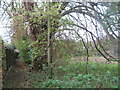 Footpath beside Newington Meadow