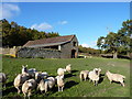 SO5599 : Stone barn (and sheep) at Kenley by Richard Law