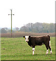 Calf in pasture by Bunwell Hill