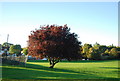 Autumn, Lloyd Park