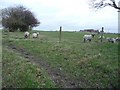 Grazing sheep, Rhodes Green