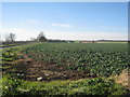 Looking towards Low Risby