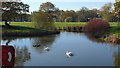 A duck pond, Cheadle Royal Business Park