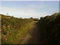 Country lane on Tresco near New Grimsby