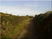SV8815 : Country lane on Tresco near New Grimsby by Andrew Abbott