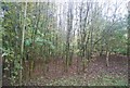 Woodland by the M26