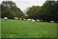 Sheep, Park Farm