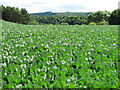 A cabbage field at Springfield