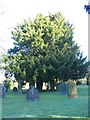 Corley churchyard yew