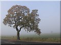 Autumn Oak on The Long Shoot