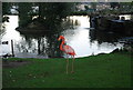 Pink Flamingo, Water Garden, Whitgift School