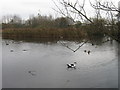 Ducks at South Kirkby Marsh