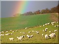 SU0826 : Sheep and rainbow, Bishopstone by Maigheach-gheal
